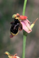 Ophrys oestrifera Sippe Kovada