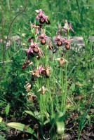 Ophrys lycia