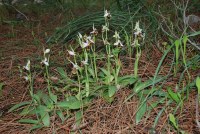 Ophrys holoserica subsp. heterochila