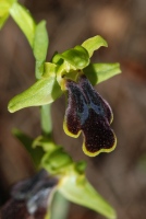 Ophrys fusca subsp. blitopertha