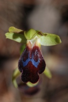 Ophrys fusca subsp. blitopertha