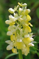 Orchis pallens