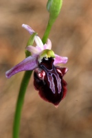Ophrys amanensis