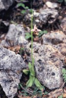 Ophrys holoserica subsp. lyciensis