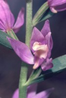 Cephalanthera kurdica