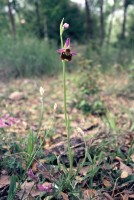 Ophrys holoserica subsp. maxima