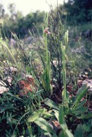 Ophrys oestrifera subsp. latakiana
