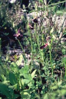Ophrys antiochiana