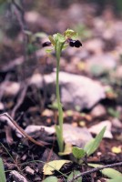 Ophrys fusca subsp. attaviria