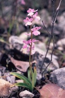 Orchis quadripunctata subsp. sezikiana