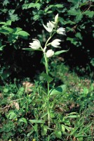Cephalanthera kotschyana