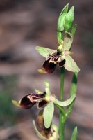 Ophrys isaura