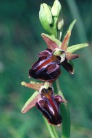 Ophrys mammosa