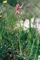 Ophrys lucis