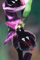 Ophrys konyana