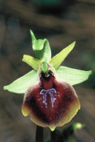 Ophrys climacis
