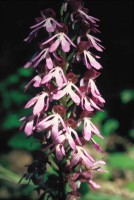 Orchis purpurea subsp. caucasica