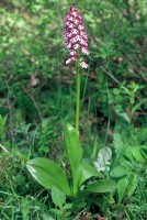 Orchis purpurea subsp. caucasica