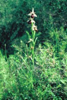 Ophrys hittitica