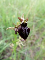 Ophrys sphegodes subsp. caucasica