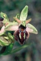 Ophrys hittitica