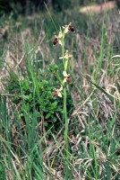 Ophrys oestrifera Sippe Kovada