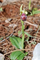 Ophrys omegaifera