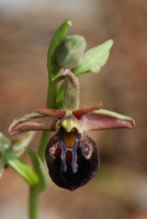Ophrys mammosa subsp. posteria