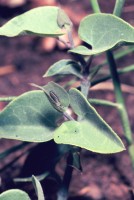 Zerynthia rumina