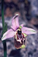 Ophrys holoserica subsp. lyciensis