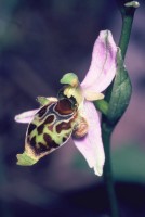 Ophrys oestrifera subsp. phrygia