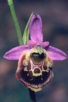 Ophrys holoserica subsp. maxima