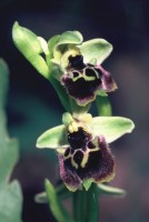 Ophrys bornmuelleri subsp. carduchorum