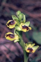 Ophrys lutea subsp. minor