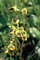 Ophrys lutea subsp. minor