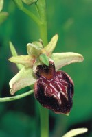 Ophrys sphegodes subsp. caucasica