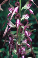 Himantoglossum caprinum