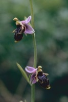 Ophrys oestrifera subsp. phrygia