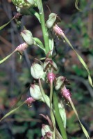 Himantoglossum caprinum subsp. bolleanum
