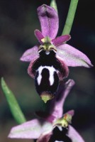 Ophrys straussii var. leucotaenia