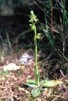 Ophrys fusca subsp. cinereophila