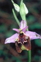 Ophrys holoserica subsp. homeri