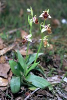 Ophrys oestrifera subsp. bremifera