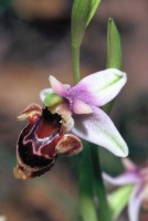 Ophrys oestrifera subsp. bremifera