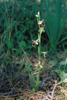 Ophrys holoserica subsp. heterochila