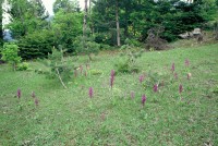 Orchis mascula subsp. pinetorum