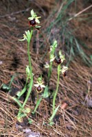 Ophrys climacis