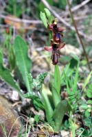 Ophrys speculum subsp. regis-ferdinandii