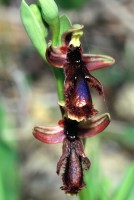 Ophrys speculum subsp. regis-ferdinandii