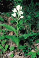 Cephalanthera caucasica